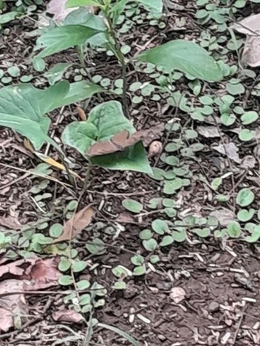 Chocolate Pansy