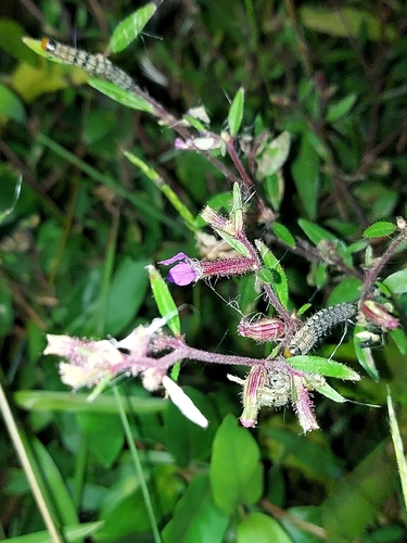 Cuphea viscosissima, photograph 3