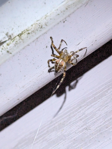 Cross Orbweaver