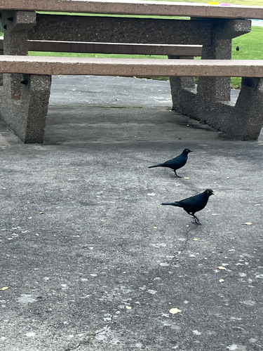 Brewer's Blackbird