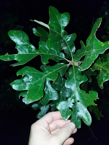 Quercus stellata, photograph 4