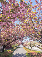 Prunus × lannesiana