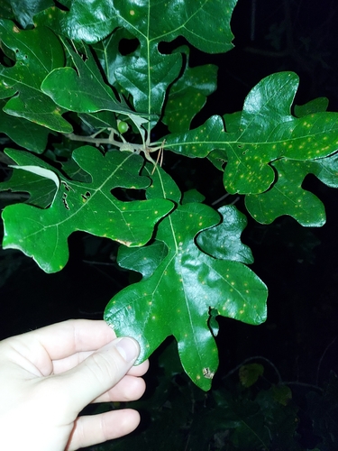 Quercus stellata, photograph 5