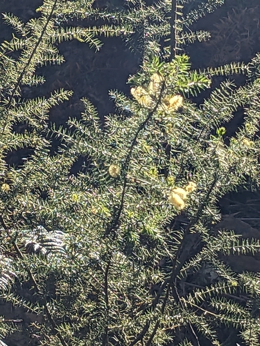 Prickly moses