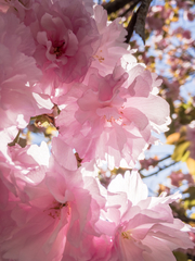 Prunus × lannesiana