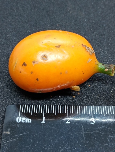 Austrobaileya scandens, photograph 2