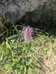 Plantago media, photograph (c) Mattis, some rights reserved (CC BY)