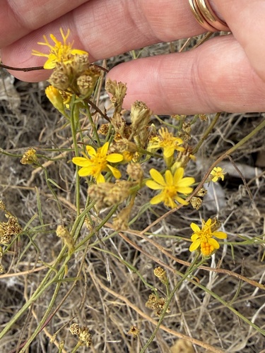 Gutierrezia californica, photograph 1
