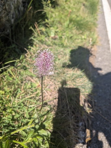 Plantago media, photograph 4