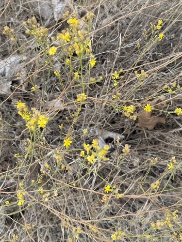 Gutierrezia californica, photograph 2