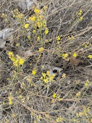 Gutierrezia californica, photograph (c) Irina Mitine, some rights reserved (CC BY)