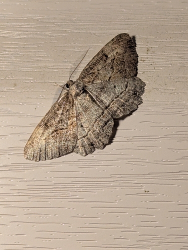 Brown-lined Looper