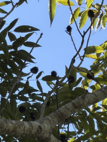 Platycarya strobilacea observed 2026-09-21