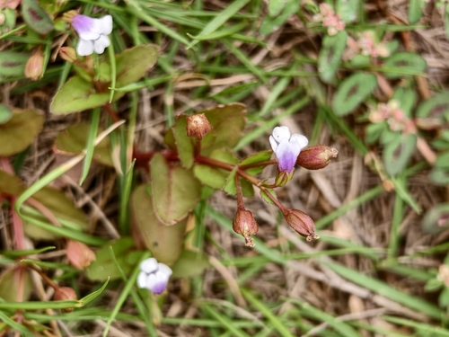 Brittle False Pimpernel