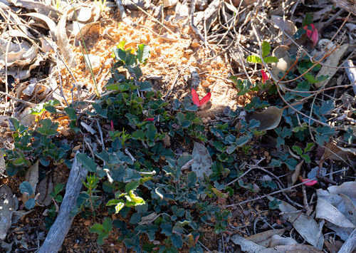 Kennedia prostrata, photograph 5