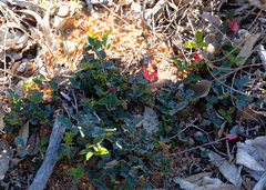 Kennedia prostrata, photograph (c) Carmon, some rights reserved (CC BY-SA)