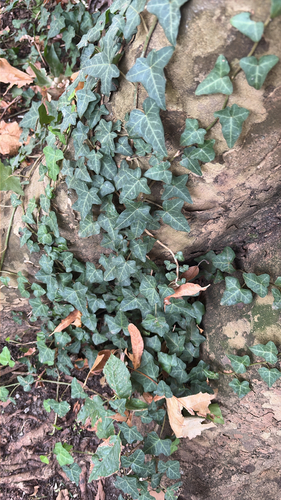 common ivy