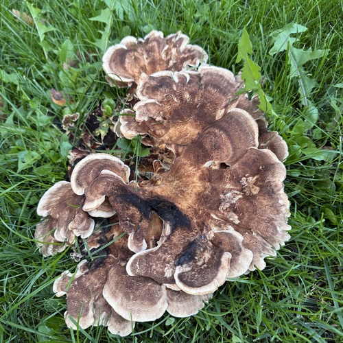 Giant Polypore