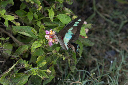 Common Bluebottle