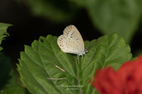 Pale Grass Blue