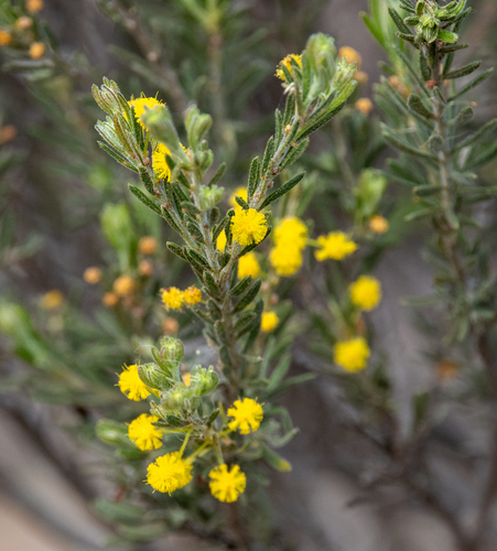 rough wattle