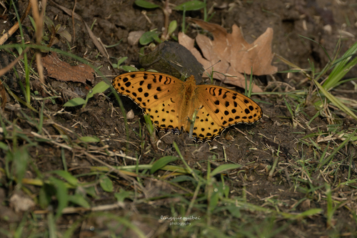 Tropical Fritillary
