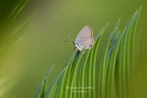 Plains Cupid