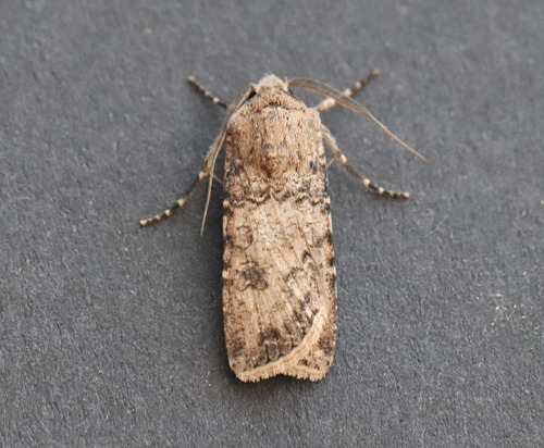 Turnip Moth