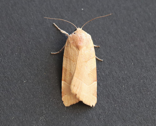 Broad-bordered Yellow Underwing