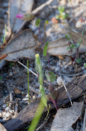 Rhodanthe manglesii, photograph 1