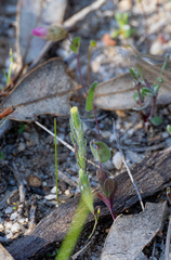 Rhodanthe manglesii