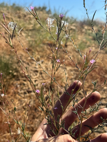 Epilobium brachycarpum, photograph 5