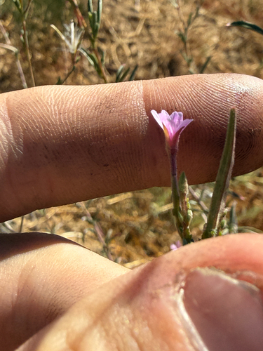 Epilobium brachycarpum, photograph 6