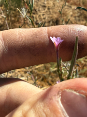 Epilobium brachycarpum, photograph (c) Mike Butler, some rights reserved (CC BY)