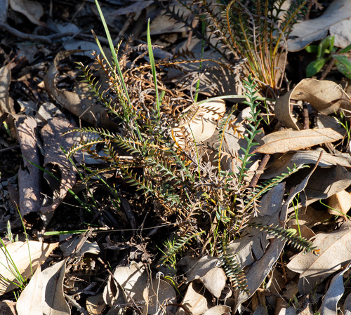 Banksia arctotidis (Banksia arctotidis)