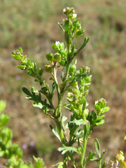 Lepidium strictum