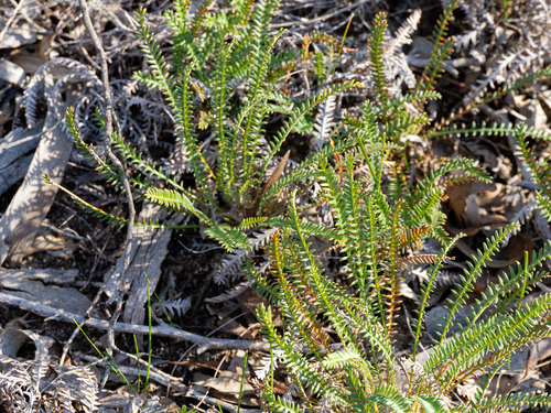 Banksia arctotidis (Banksia arctotidis)
