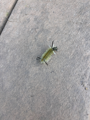 Banded Tussock Moth