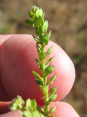 Lepidium strictum