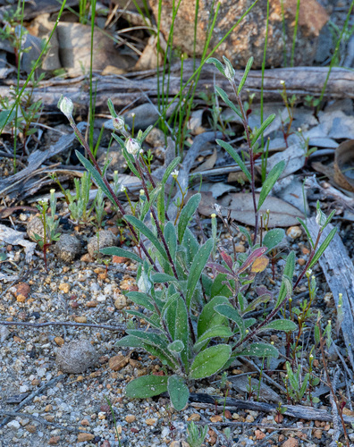 Helichrysum leucopsideum, photograph 4