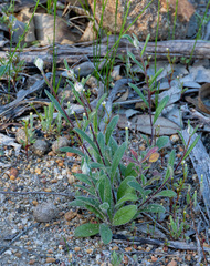 Helichrysum leucopsideum, photograph (c) Carmon, some rights reserved (CC BY-SA)