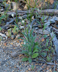 Helichrysum leucopsideum, photograph (c) Carmon, some rights reserved (CC BY-SA)