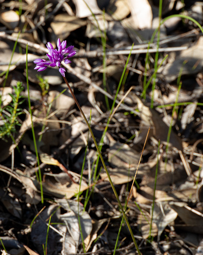 Sowerbaea laxiflora, photograph 4