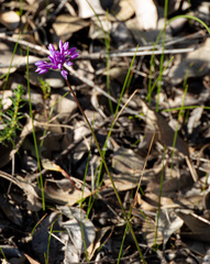 Sowerbaea laxiflora, photograph (c) Carmon, some rights reserved (CC BY-SA)