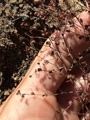 Pterostegia drymarioides