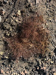 (c) Mike Butler, some rights reserved (CC BY) Pterostegia drymarioides, photograph (c) Mike Butler, some rights reserved (CC BY)