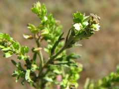 Lepidium strictum