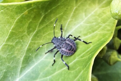 Brown Marmorated Stink Bug