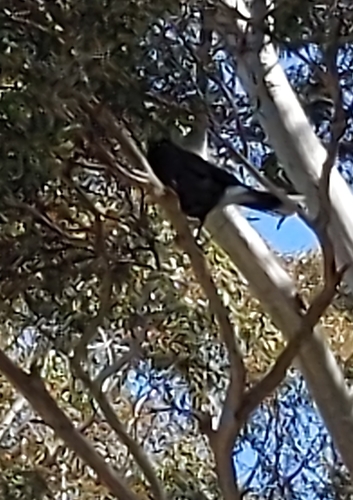 Grey Currawong