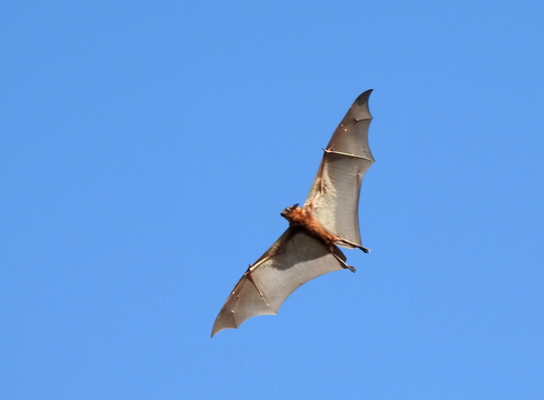 Little Red Flying-fox